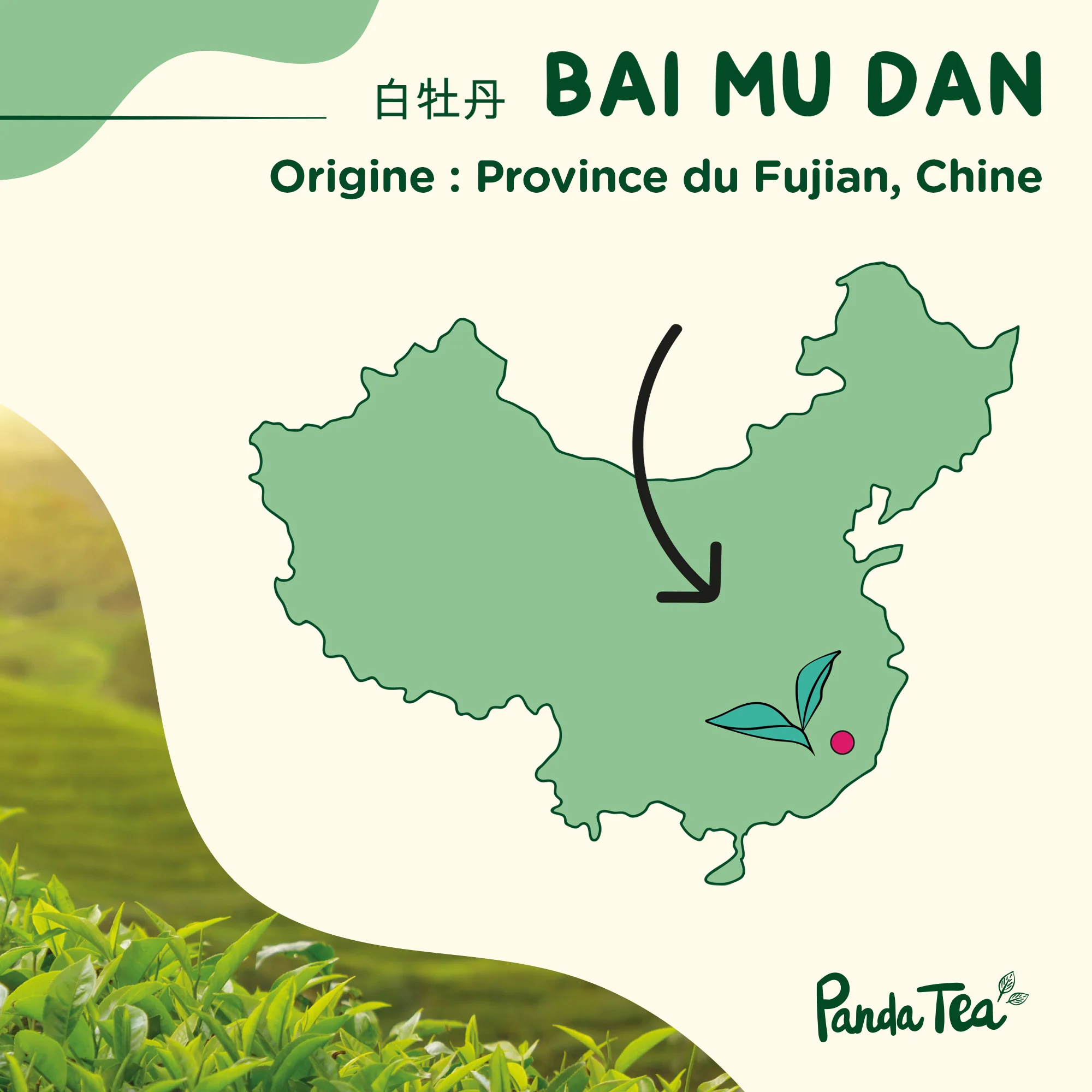 Pai Mu Tan (Bai Mu Dan) Bio - Image 4