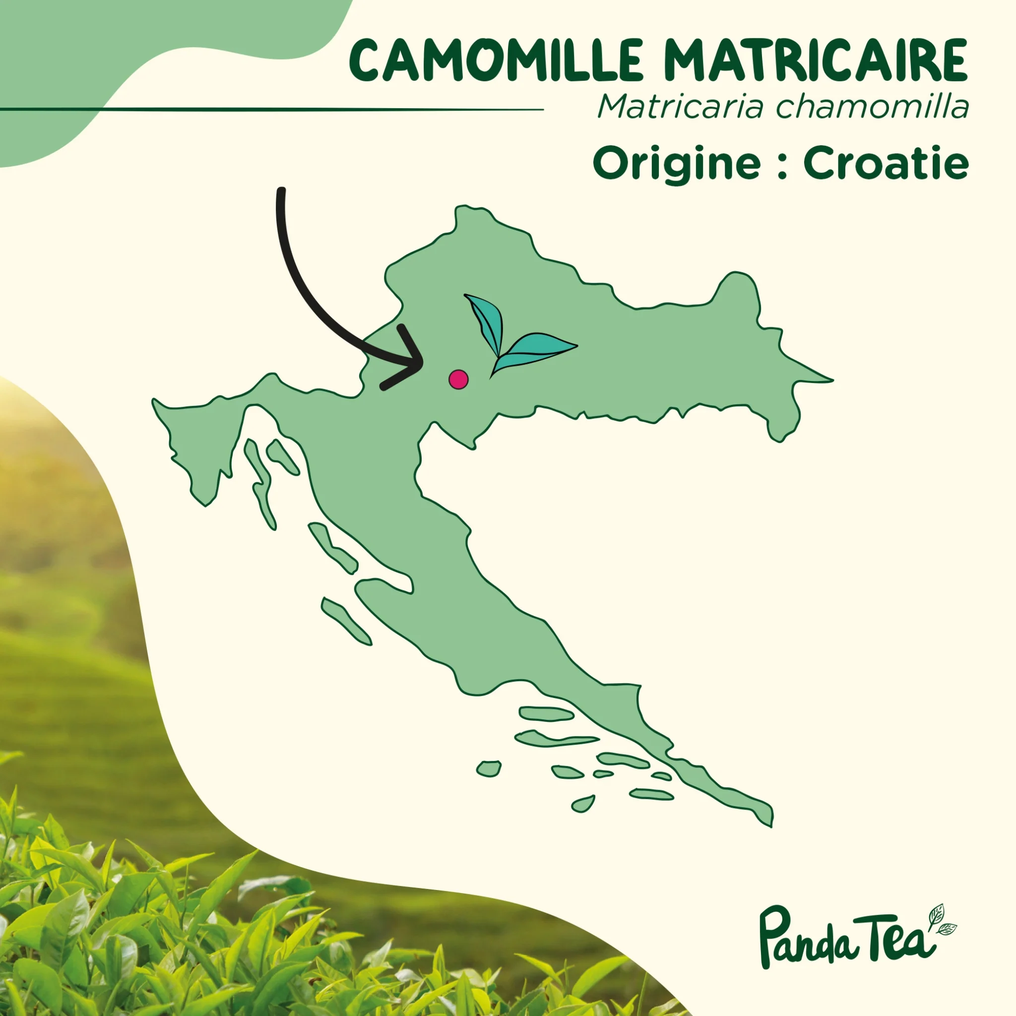 Camomille Matricaire Séchée Bio - Image 5