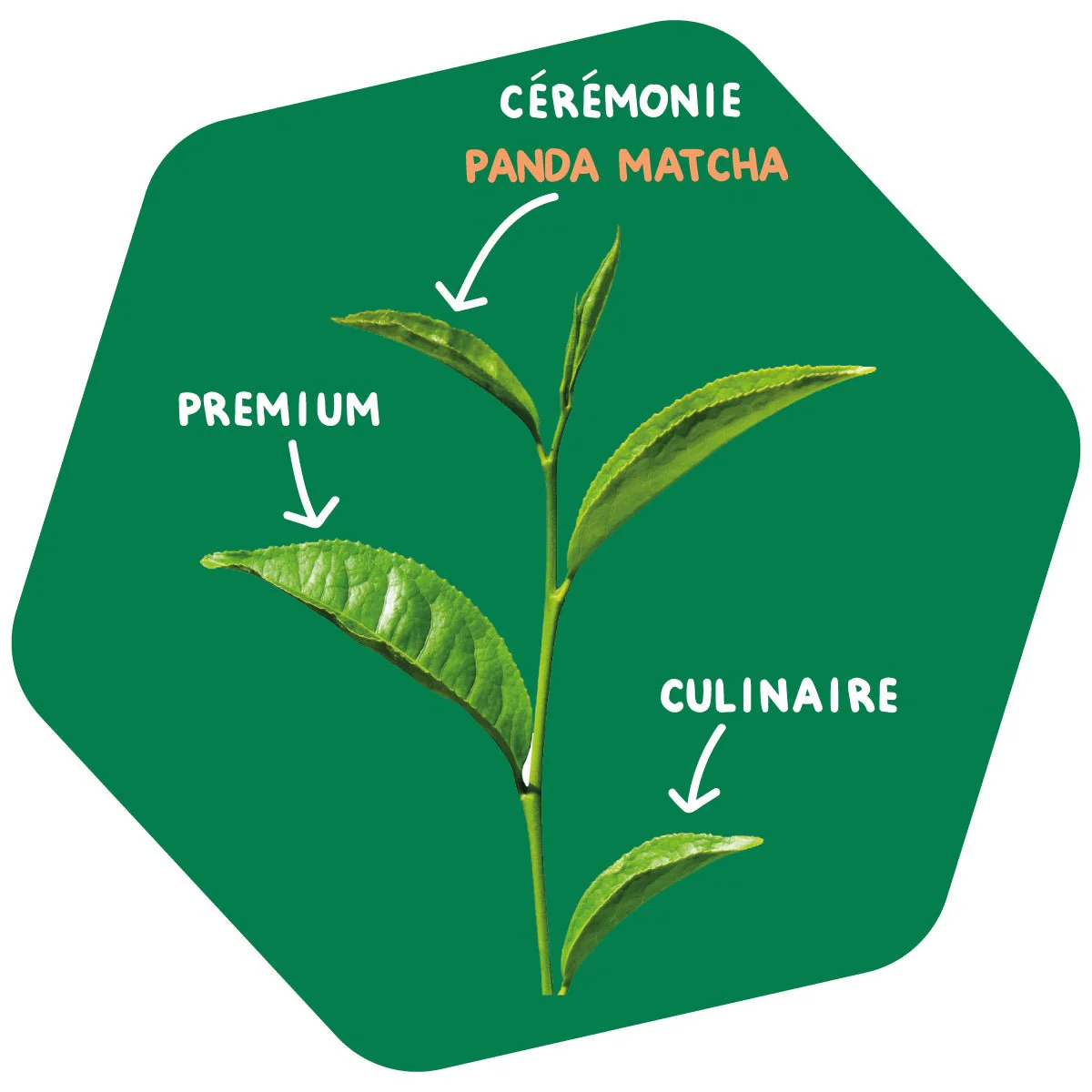 Kit Matcha Cérémonie - Image 3