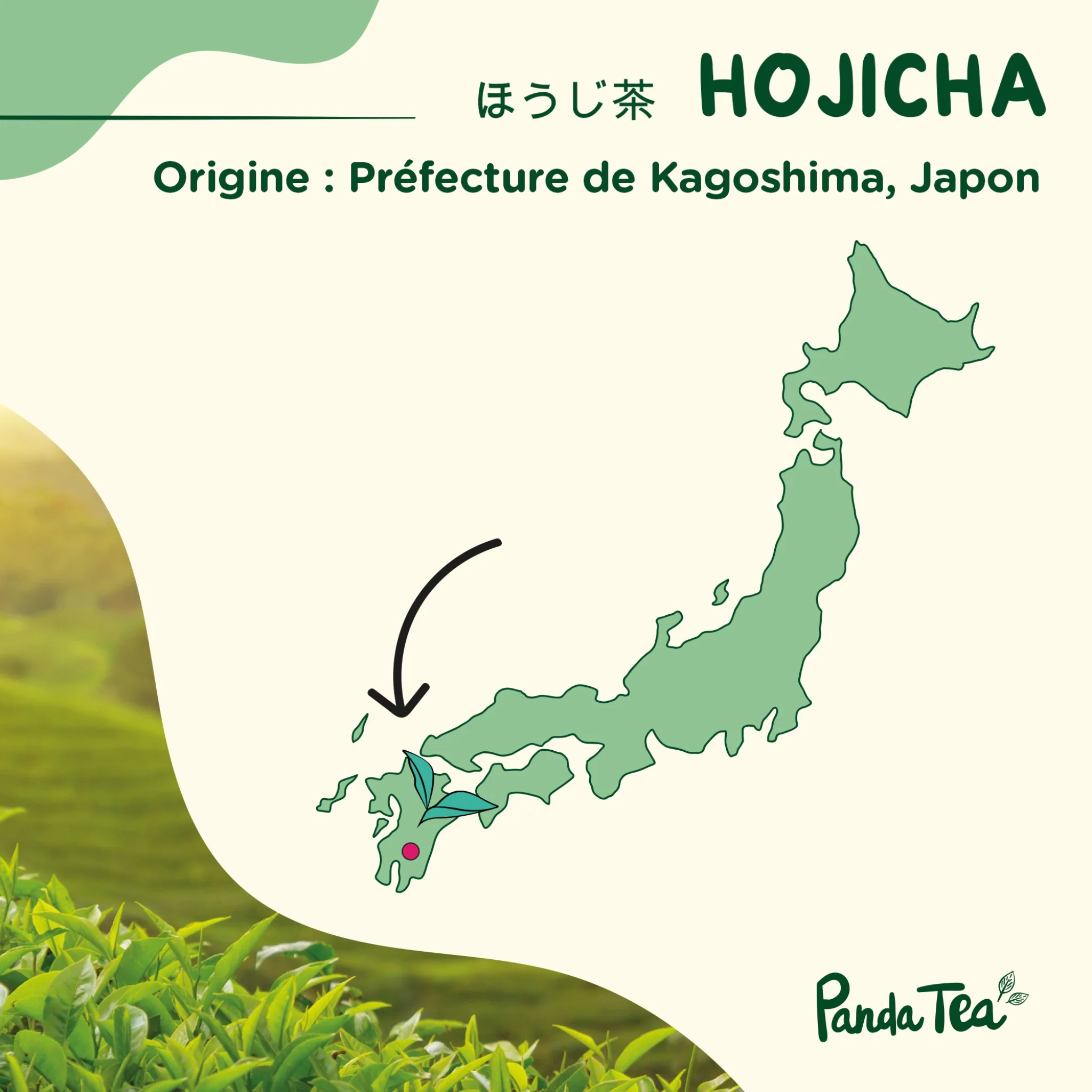Hojicha Bio - Image 5