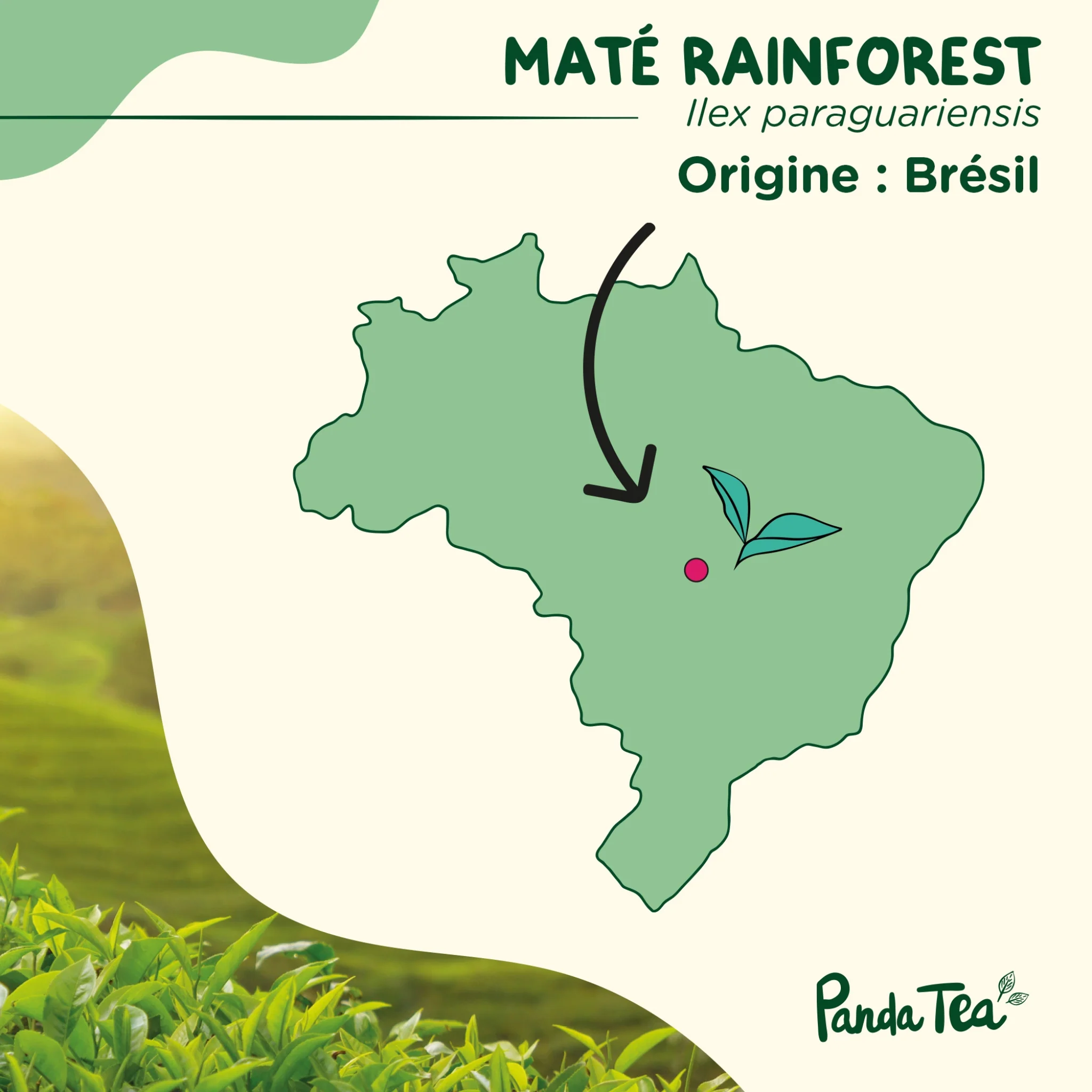 Maté Rainforest Bio - Image 5