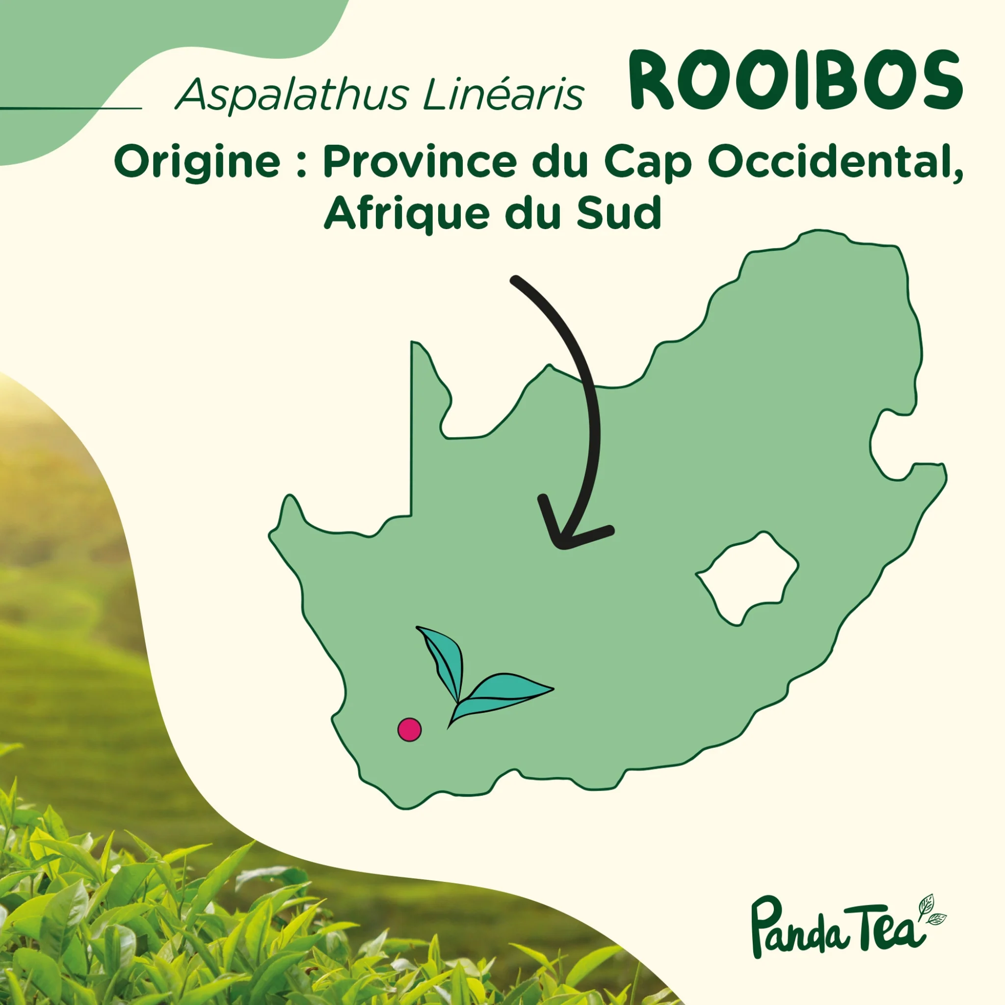 Rooibos Bio - Image 5