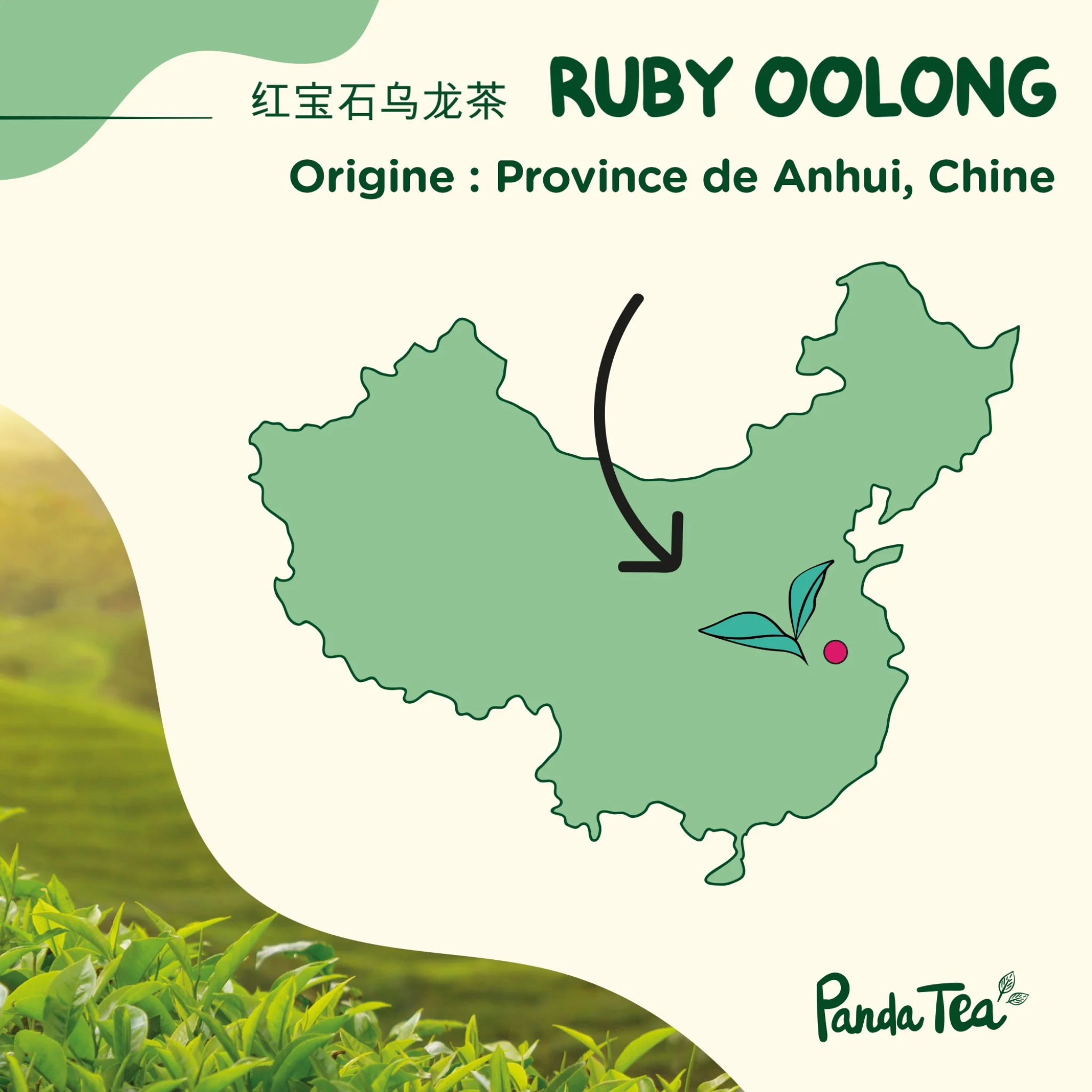 Ruby Oolong Bio - Image 5