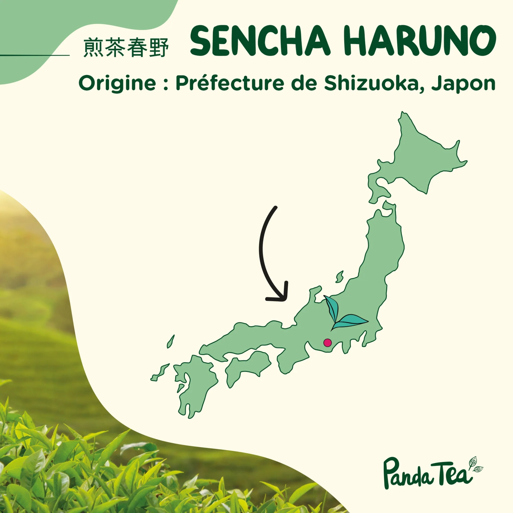 Sencha Haruno Bio - Image 5