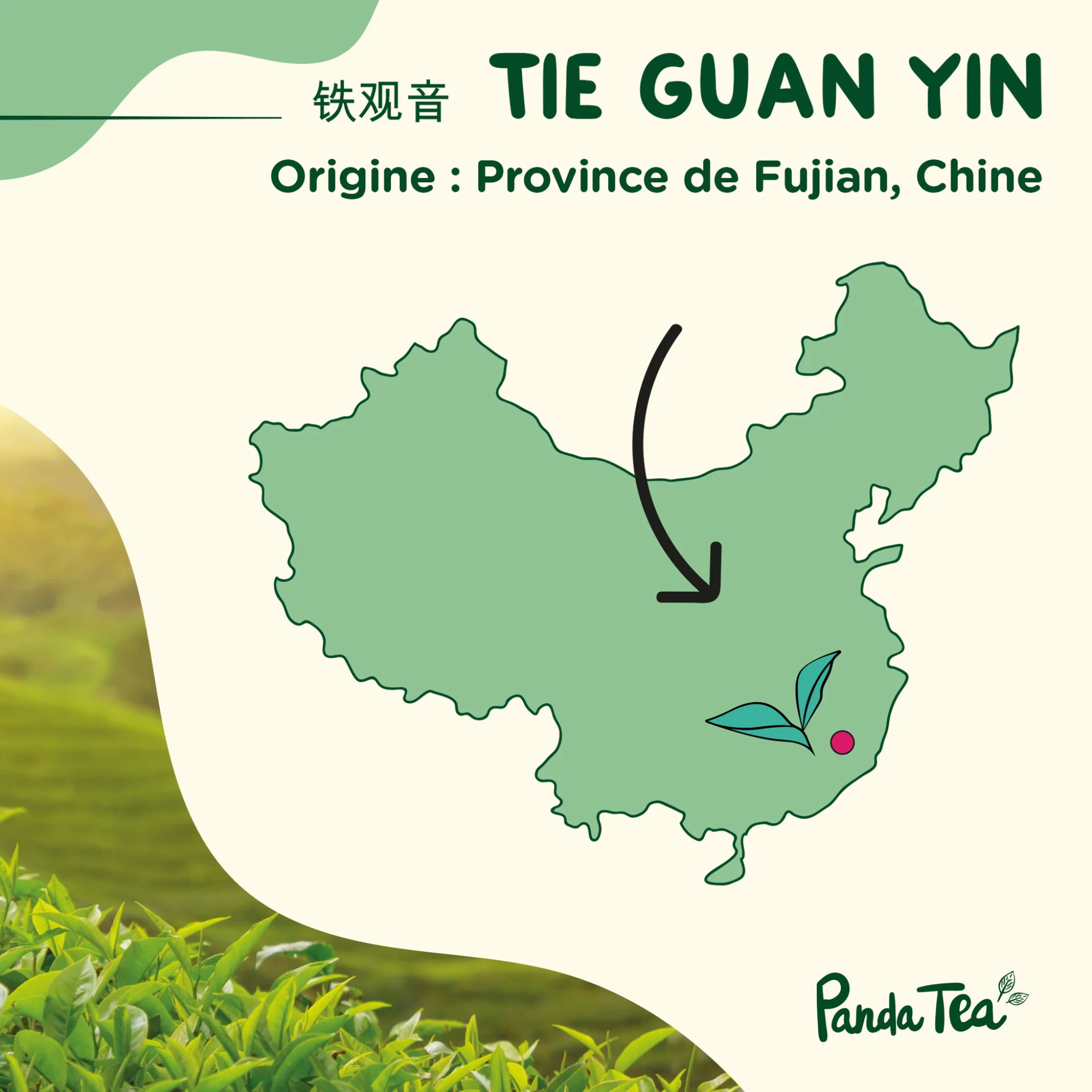 Tie Guan Yin Bio - Image 5